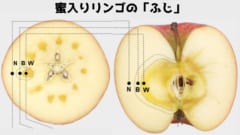 「ふじ」のような品種は多くの蜜の部分を含んでいる人気品種である