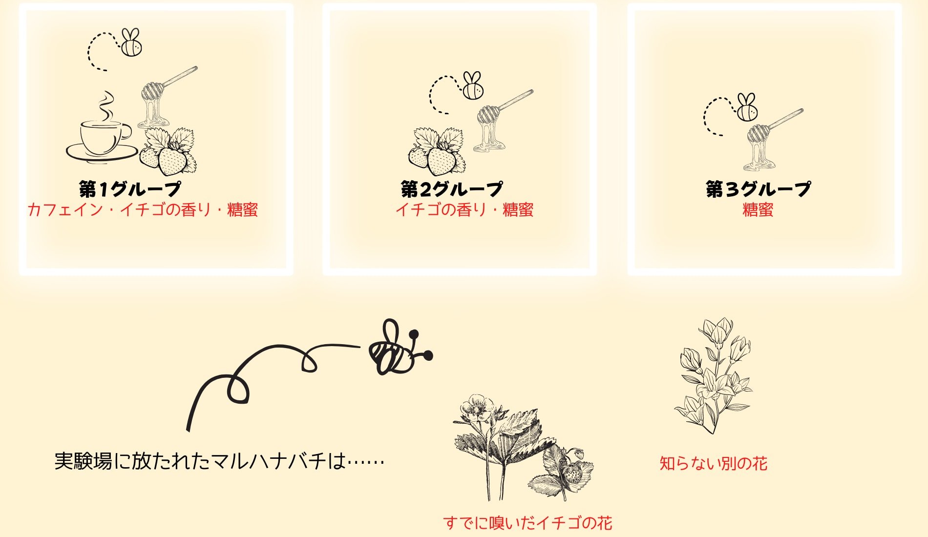 マルハナバチを3つのグループに分けてカフェインの影響を調査した