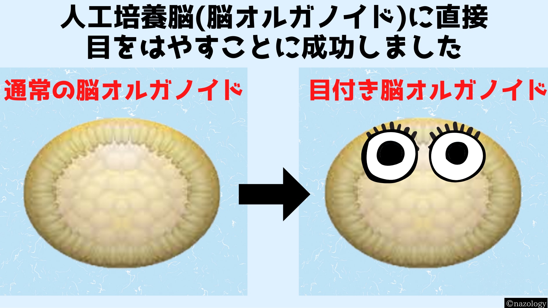 脳オルガノイドに神経接続された目はやすことに成功！　①