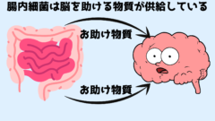 腸内細菌はお助け物質を通して脳の働きに影響を与えている