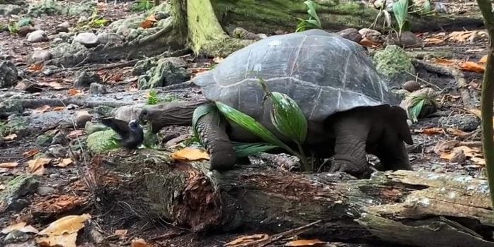 カメが鳥のヒナを捕食⁈