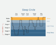 睡眠周期を表したグラフ