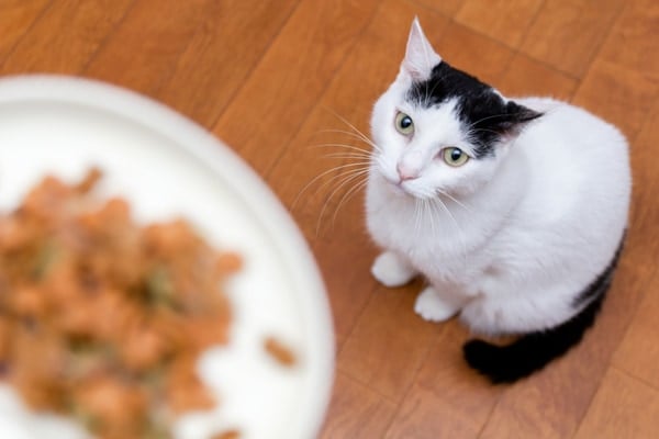 ネコは他の動物とちがって「タダ飯」を好む