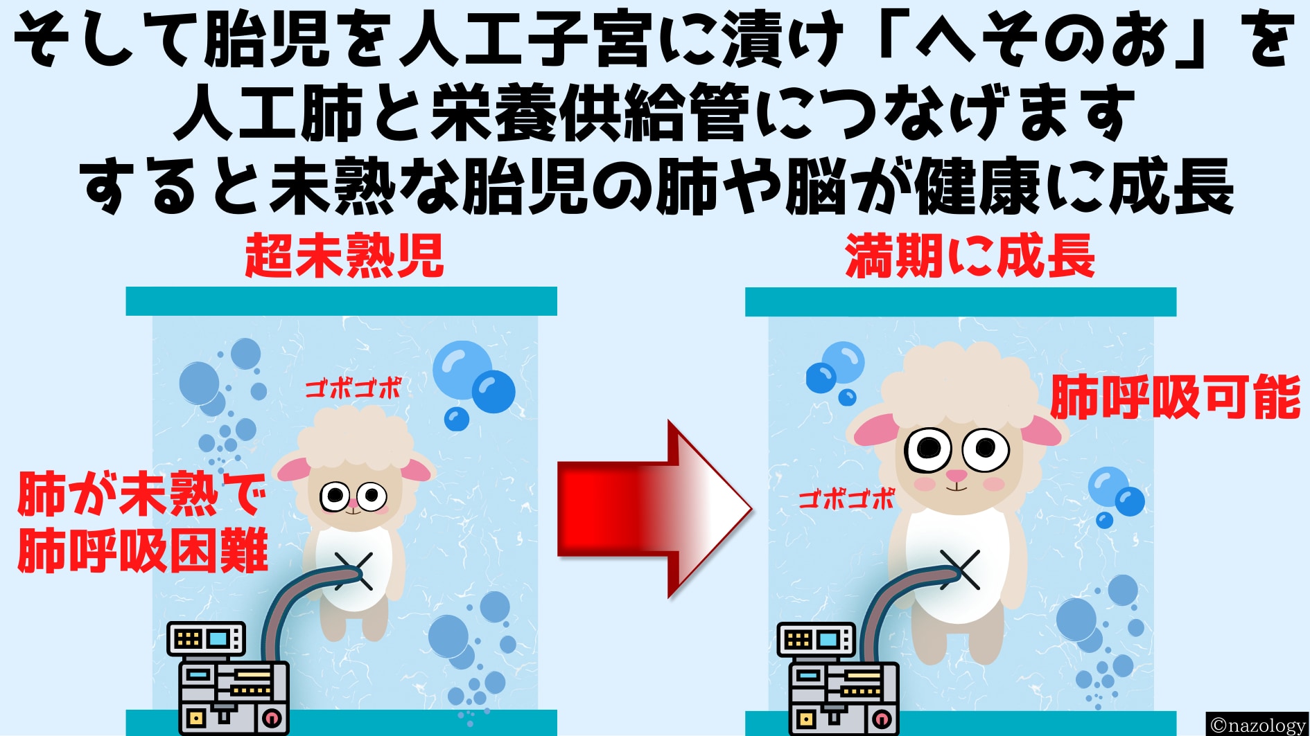 人工子宮に入れられた未熟な子羊は順調に成長していった