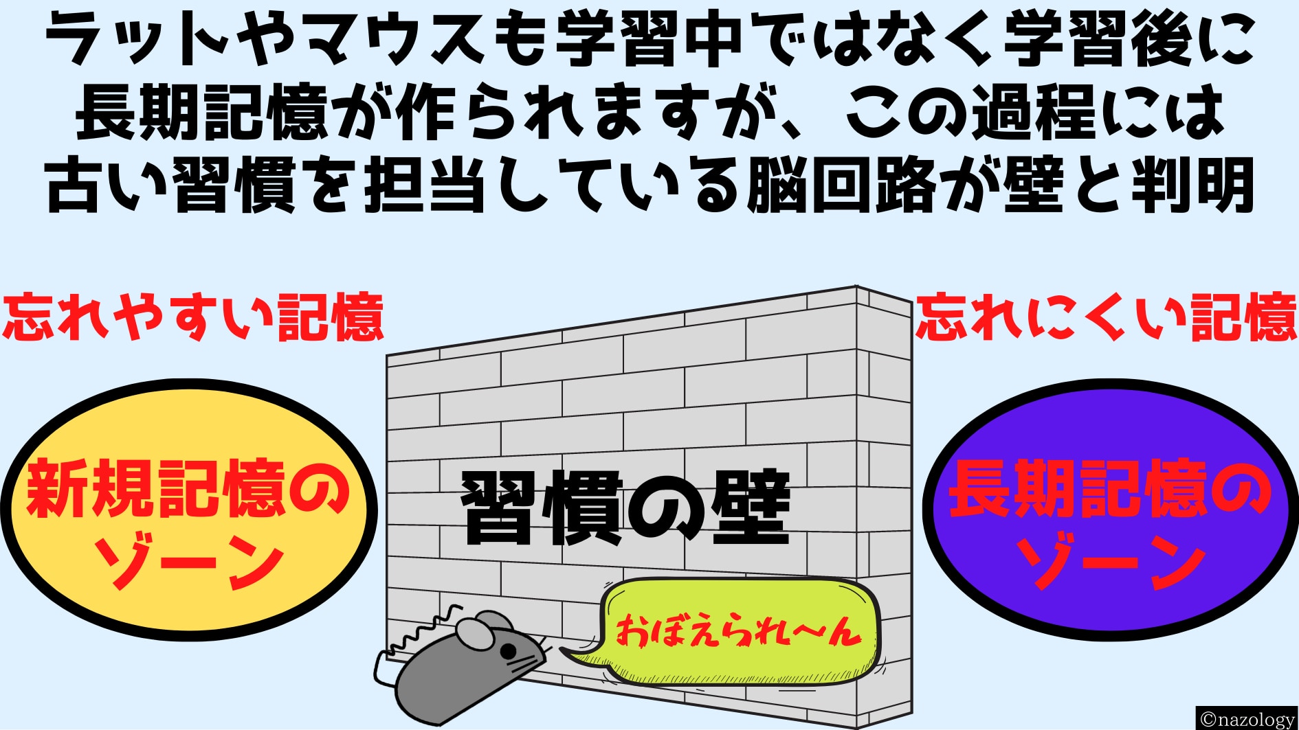 ラットやマウスも学習中ではなく学習後に長期記憶が形成される