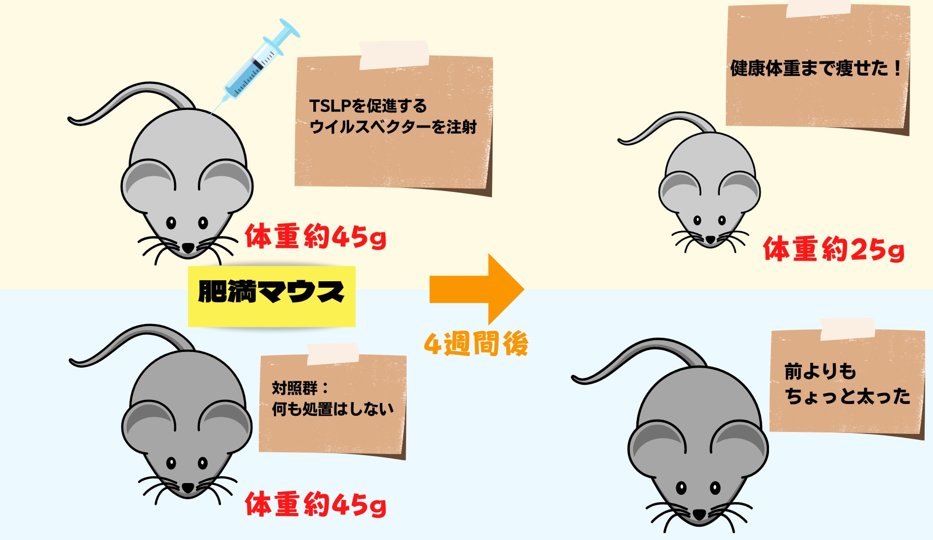 肥満マウスの実験。TSLPを促進したマウスは健康体重まで減量した。