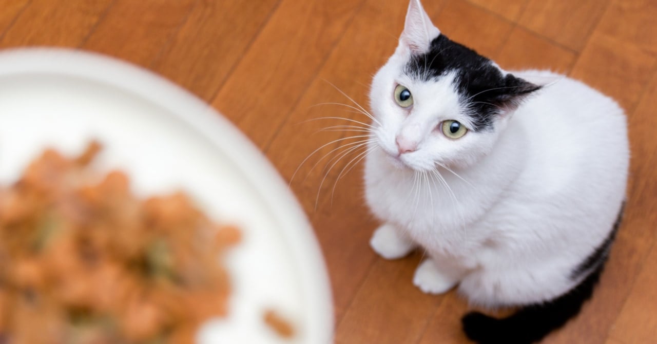 ネコは他の動物とちがって「タダ飯」を好むの画像 1/1