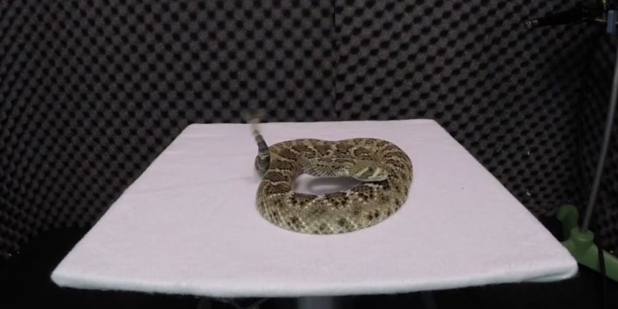 ガラガラヘビは「音響トリック」で敵の距離感を狂わせていた - ナゾロジー