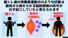 筋トレ後の有酸素運動のような状態は筋肉から発せられる小胞が脂肪細胞に脂肪燃焼の命令を行っているからだと考えられる