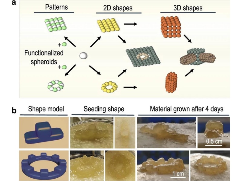 スフェロイドから作られた様々な3D形状とパターンを示す図面と写真