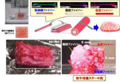 3Dプリント金太郎飴技術による和牛培養ステーキ肉の作製