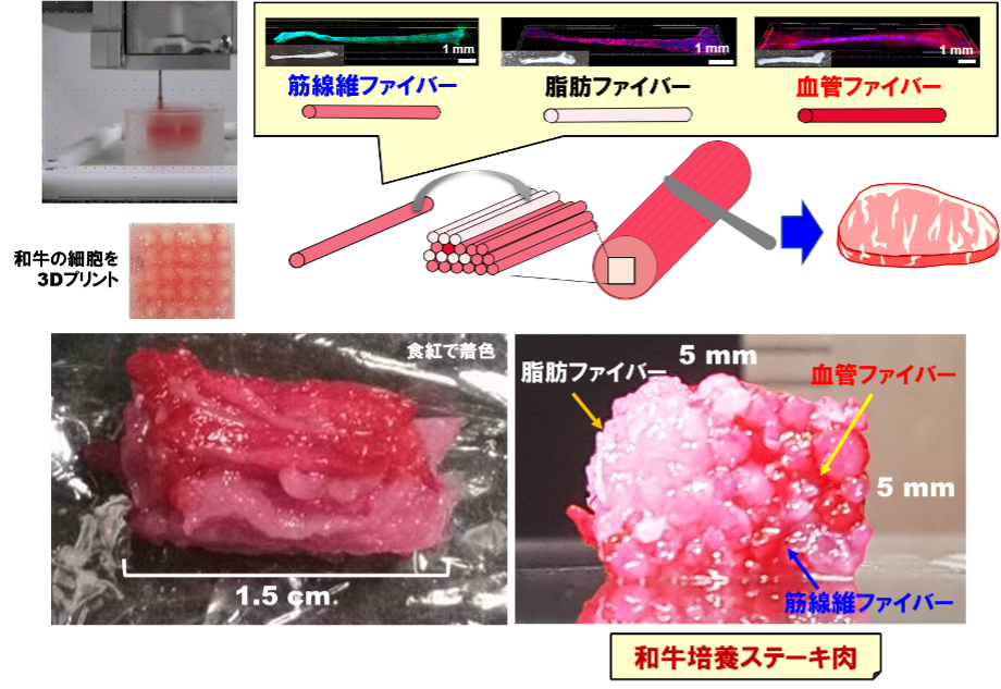 3Dプリント金太郎飴技術による和牛培養ステーキ肉の作製