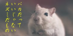 マウスを「バカ」にする腸内細菌を発見！