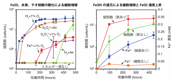 鉄の酸化（左）と還元（右）によるMIZ03株の増殖