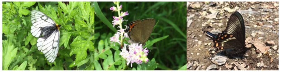 送電線下で確認されたチョウの一部。左からウスバシロチョウ（草地性種）、ミヤマカラスシジミ（荒地性種）、ミヤマカラスアゲハ（森林性種）