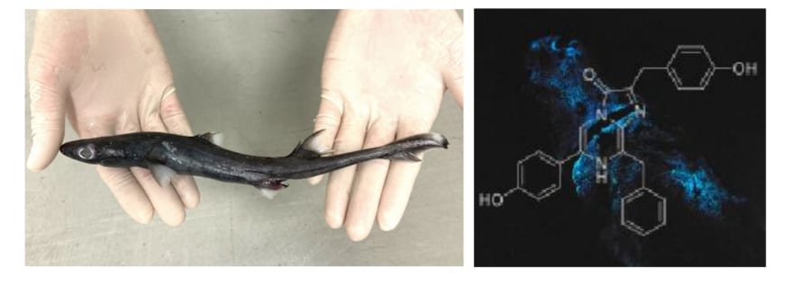 光るサメの光るメカニズムを解明！発光物質を「エサから入手」していた