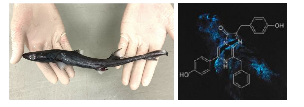 フジクジラの標本（左）と発光したお腹（右）