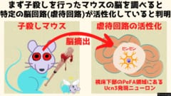 子どもを虐待するときだけ活性化する「脳の虐待回路」が見つかるの画像 3/7