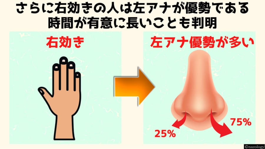 右効きのひとは左のアナが優勢の時間が多い