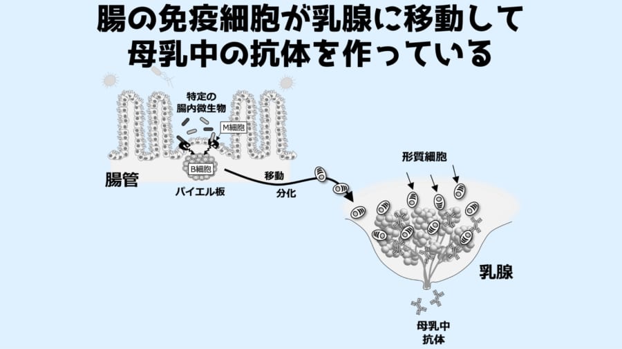 腸から乳腺に抗体を作る免疫細胞が移動している