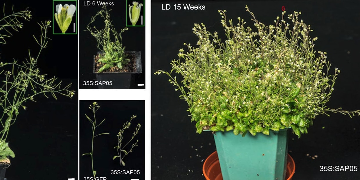 植物を過剰成長させる細菌のメカニズムを分子レベルで解明