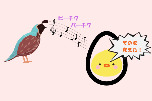 ヒナは親鳥の声を「卵の中から」学習していた