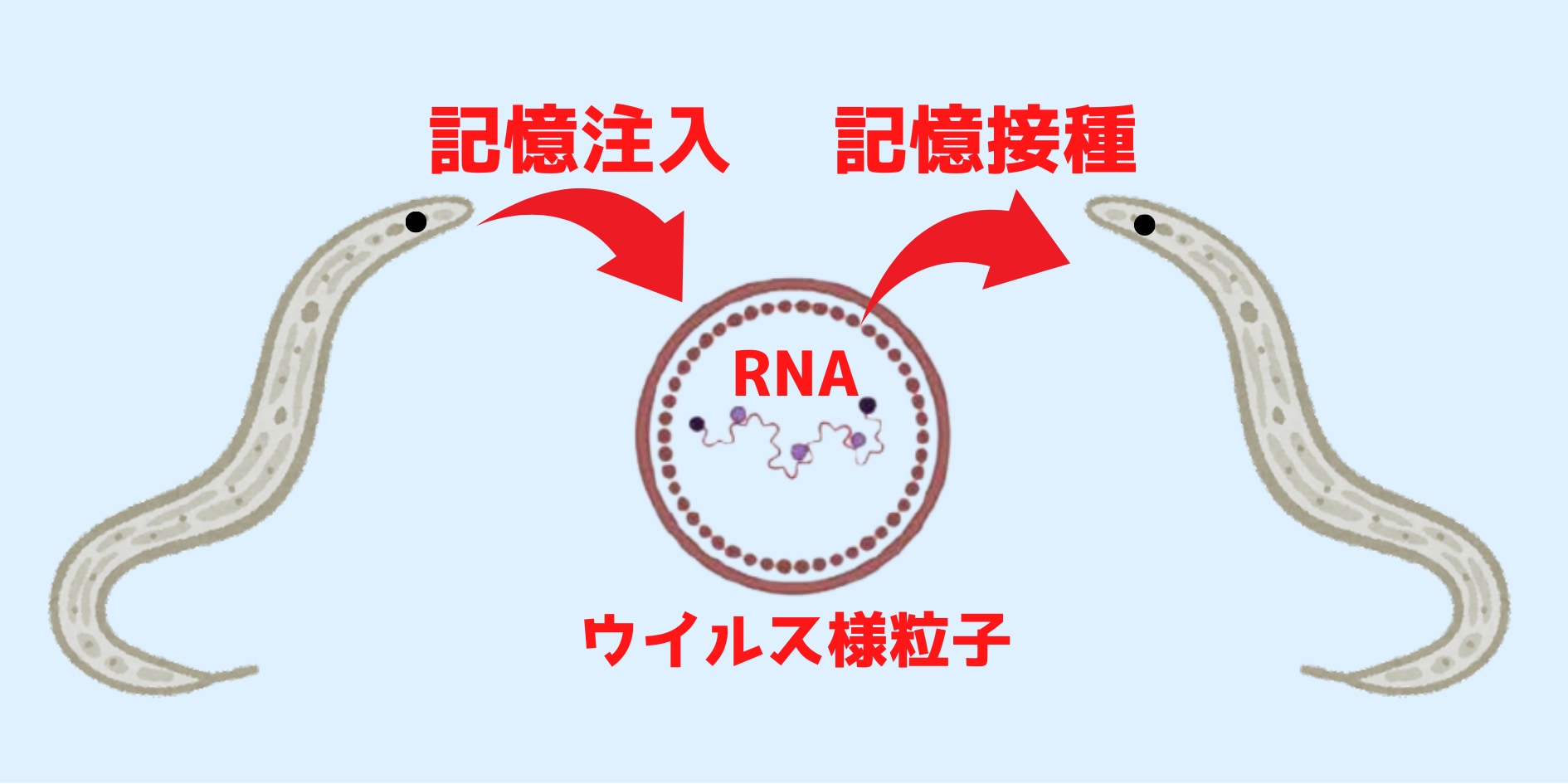 ウイルスのような粒子が動物から動物へ記憶転送をしていたと判明！