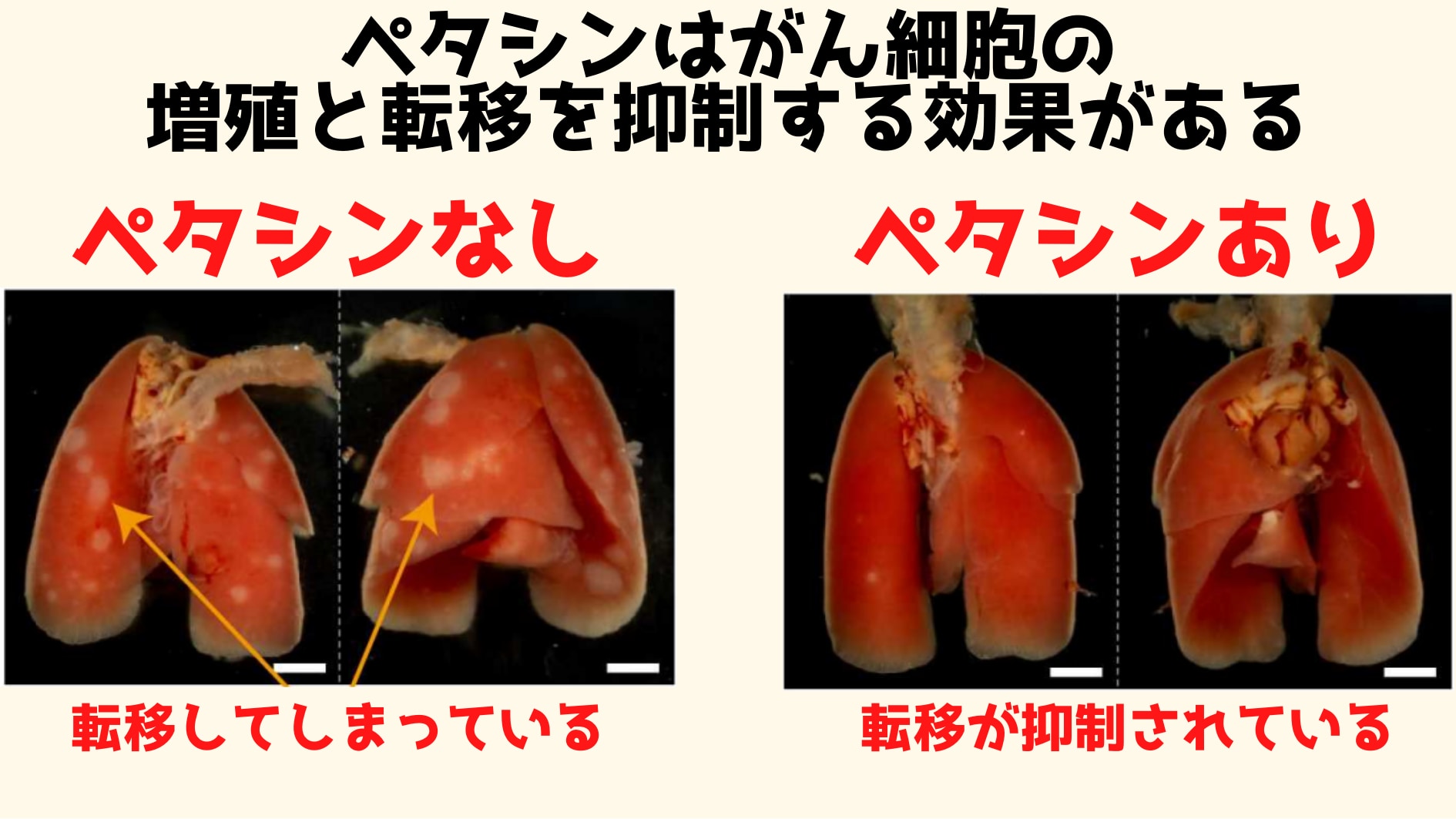 ペタシンは動物実験でも抗がん作用が確認された