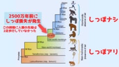 「しっぽ」が失われた理由は2足歩行とは関係がない