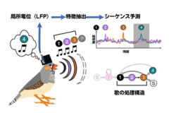 実験の流れを示す図。局所電位から鳥が次に何を歌おうとしているのか予測することに成功した