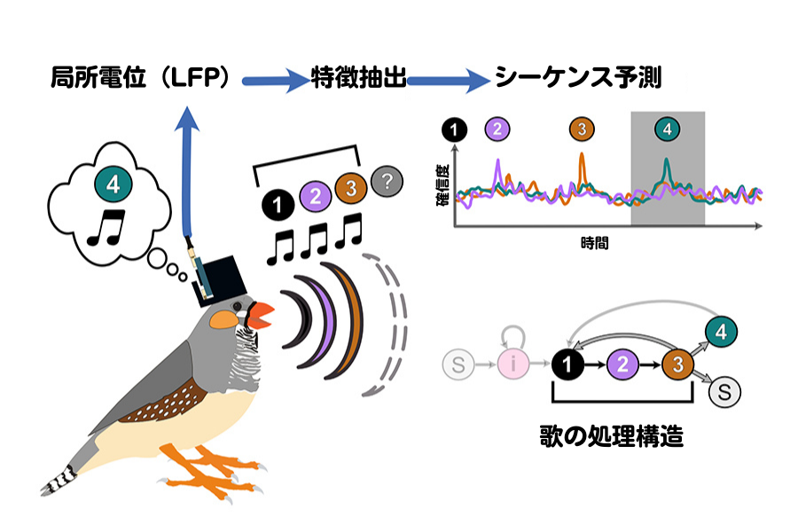 実験の流れを示す図。局所電位から鳥が次に何を歌おうとしているのか予測することに成功した