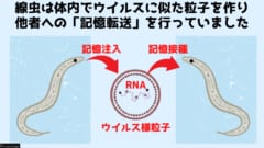 他者へと記憶を運ぶ物質が存在する