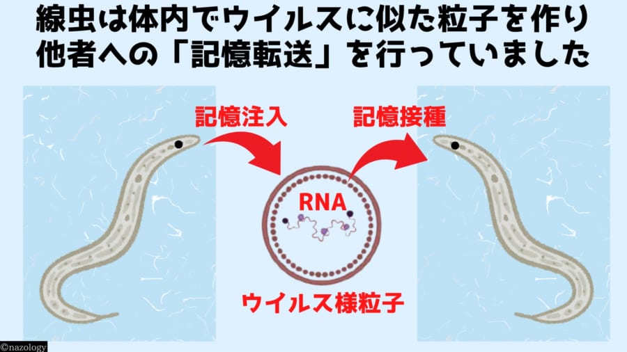 他者へと記憶を運ぶ物質が存在する