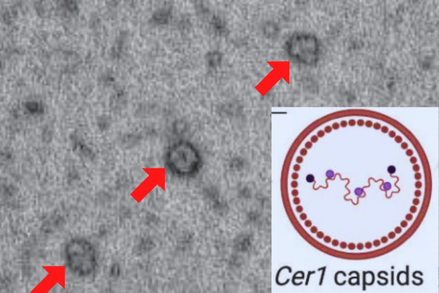 線虫は「粒子」で記憶を他の個体に転送していたと明らかに