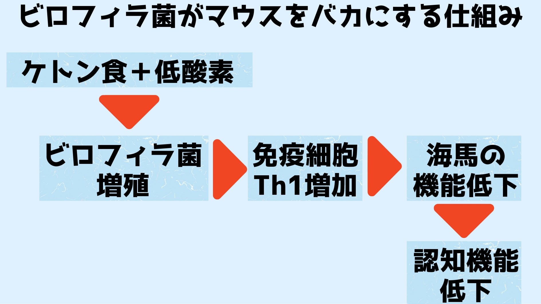 ビロフィラ菌は免疫に影響を与えて海馬の働きを低下させていた