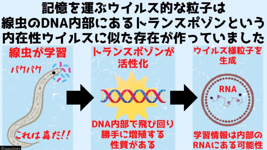 線虫は本来ならば害になるトランスポゾンを記憶の転送に利用している