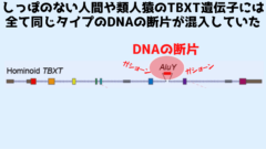 「しっぽ」のないヒトや類人猿には共通の遺伝子変異が起きていた
