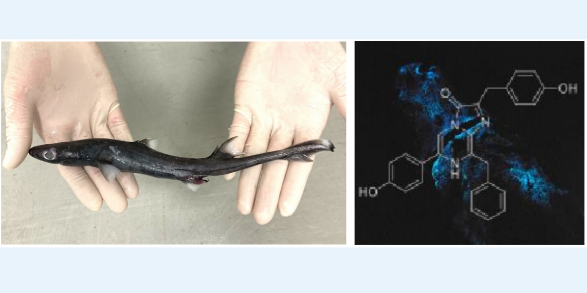 光るサメの光るメカニズムを解明！発光物質を「エサから入手」していたの画像 1/5