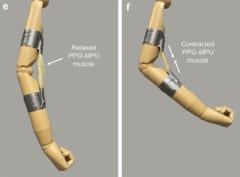 人工筋肉として機能する形状記憶ポリマーの様子