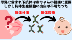 母乳の抗体を作る細胞は乳房以外の場所で作られている