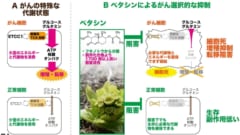 フキノトウから抽出されたペタシンはがん細胞のミトコンドリアを攻撃する