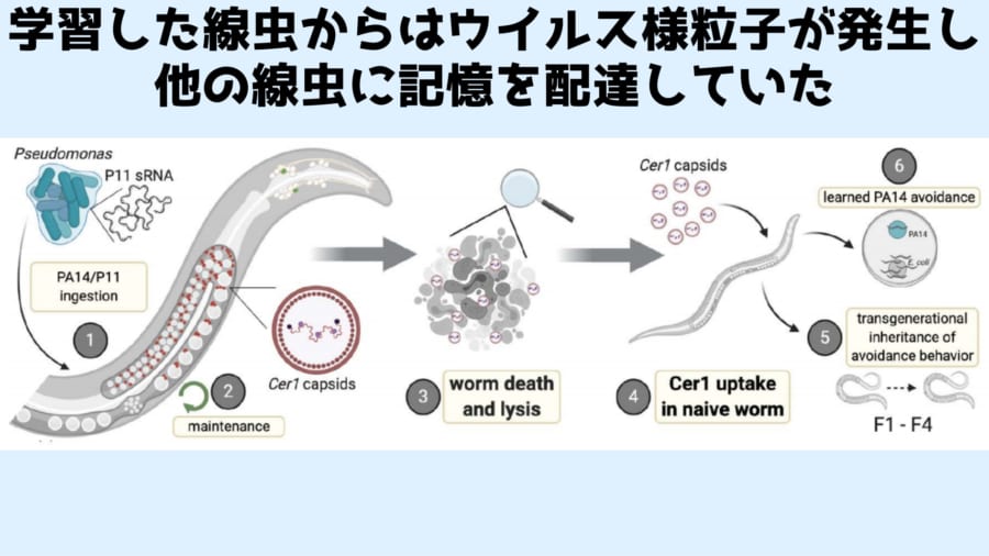 論文の冒頭部分はこんな感じで書かれている（意訳）