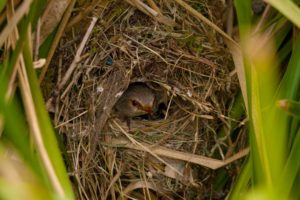 ヒナはいつ親鳥の音を識別できるようになっているのか？