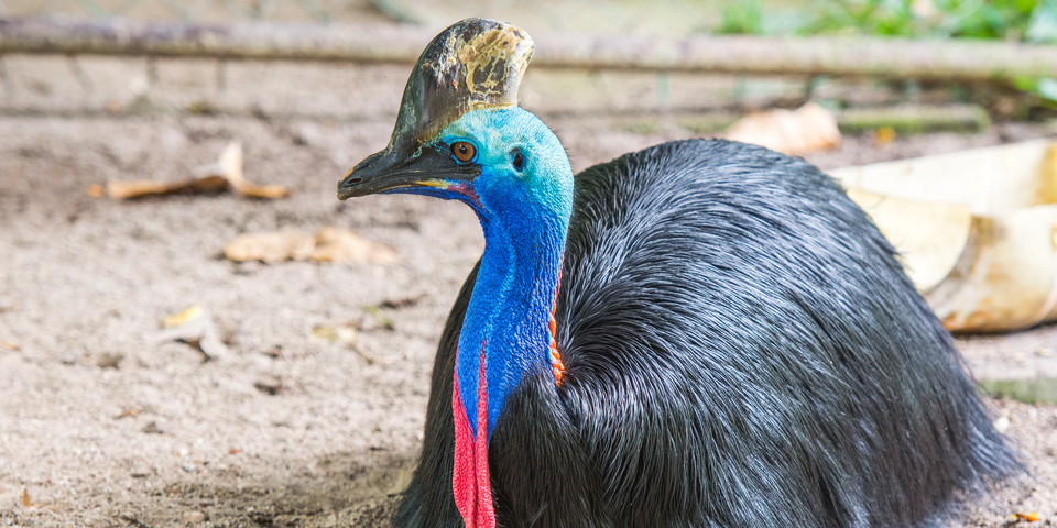 1万8000年前のニューギニアで「ヒクイドリ」が飼育されていた？