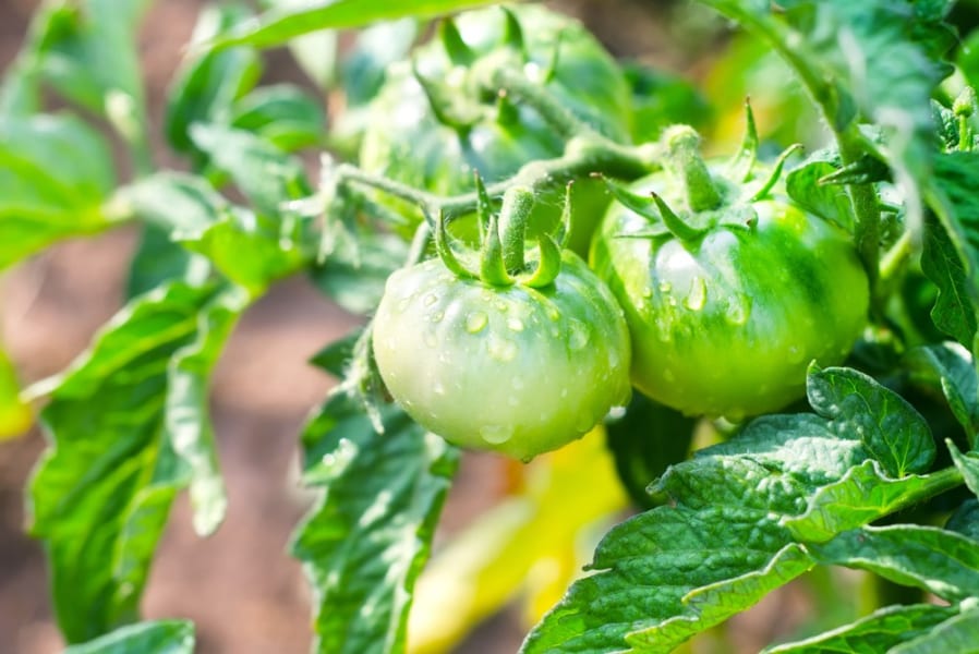 微生物は「雨に混じって降り注ぎ」植物に住み着いていた