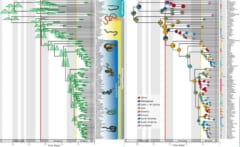 （左）ヘビ種の系統, （右）ヘビ種ごとの地理的分布