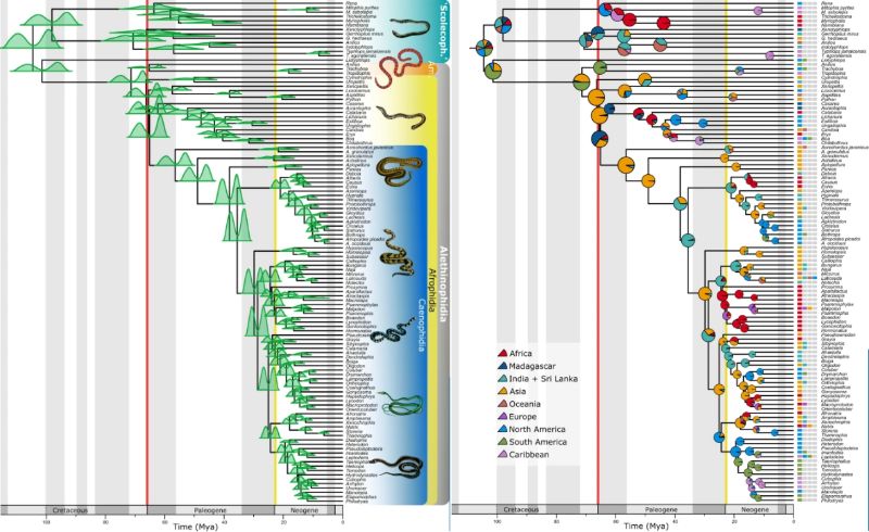 （左）ヘビ種の系統, （右）ヘビ種ごとの地理的分布