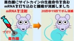 マウスの20匹中19匹で腫瘍が完全に消滅した