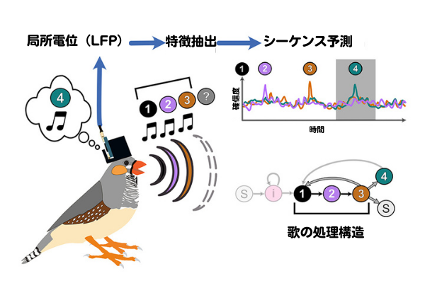 脳波から「鳥が考えている歌声」を予測することに成功