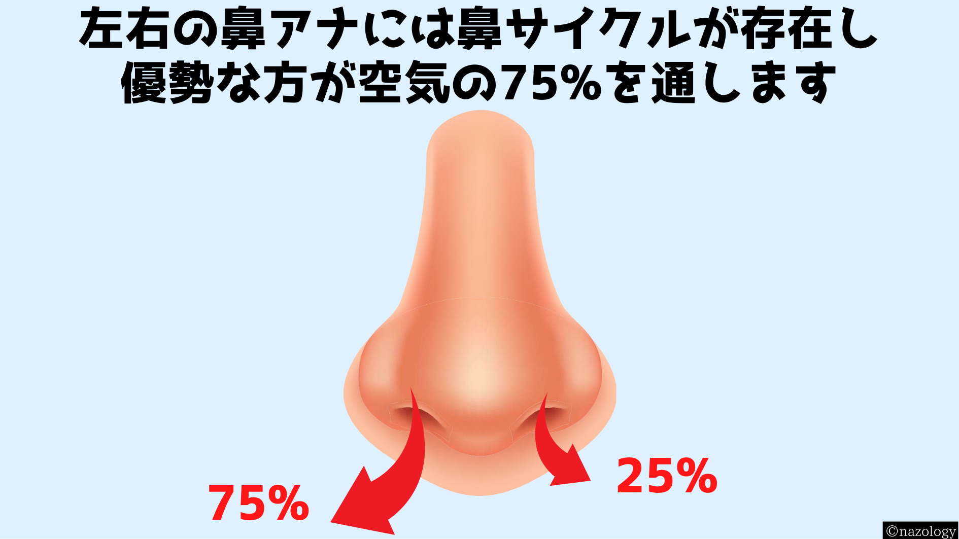 鼻呼吸は均等ではなく常に片方のアナが75%の空気量を通していると判明！